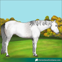Horse Color:Gray Brown Dun Tobiano 