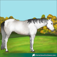 Horse Color:Gray Brown Dun Tobiano 