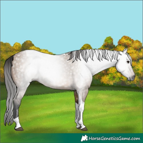 Horse Color:Gray Bay Dun Tobiano 