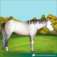 Horse Color:Gray Bay Dun Tobiano 