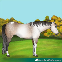 Horse Color:Gray Bay Dun Tobiano 