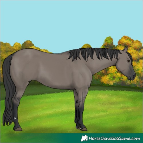 Horse Color:Grullo 