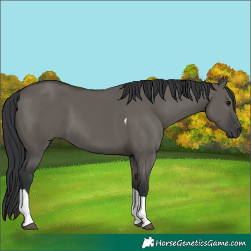 Horse Color:Grullo Tobiano 