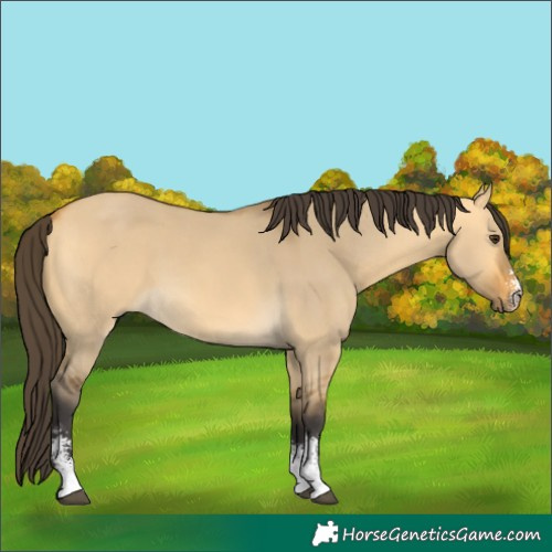 Horse Color:Buckskin Dun Sabino 