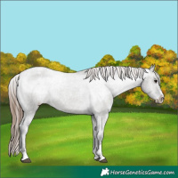Horse Color:Grullo Varnish Rabicano 