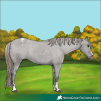 Horse Color:Grullo Appaloosa Rabicano 