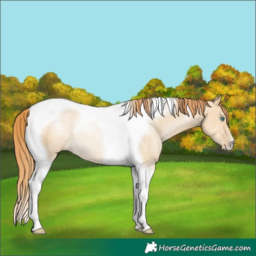 Horse Color:Smoky Grullo Pearl Tobiano Rabicano 