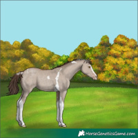 Horse Color:Classic Champagne Dun Sabino Tobiano
