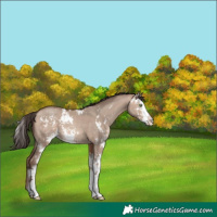 Horse Color:Sable Champagne Dun Sabino 