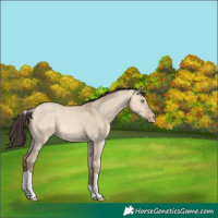 Horse Color:Amber Champagne Dun Tobiano 