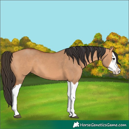 Horse Color:Bay Dun Splash 