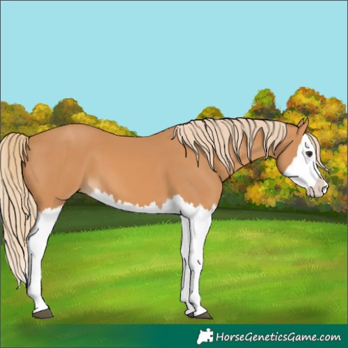 Horse Color:Chestnut Splash 