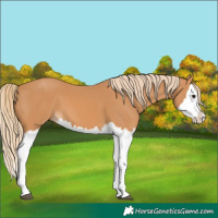 Horse Color:Chestnut Splash 