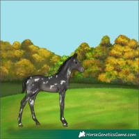 Horse Color:White Spotted Black Appaloosa 