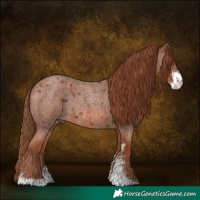 Horse Color:Red Roan Sabino Rabicano 