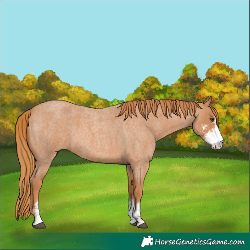 Horse Color:Red Roan Sabino