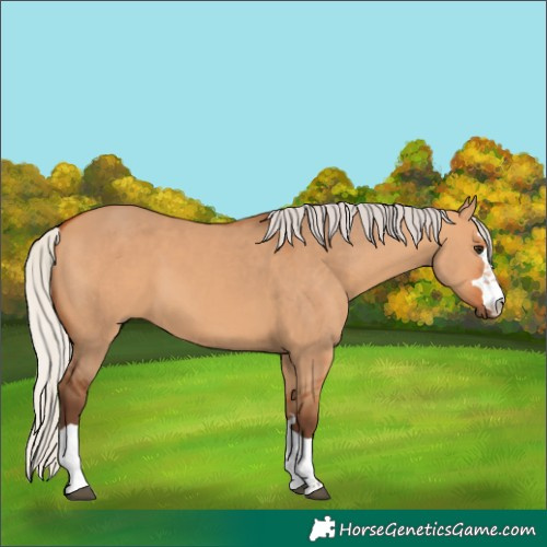 Horse Color:Silver Bay Dun 