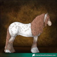 Horse Color:Liver Red Dun Roan Appaloosa