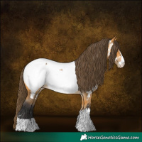 Horse Color:Buckskin Appaloosa 