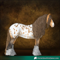 Horse Color:Buckskin Blanket 