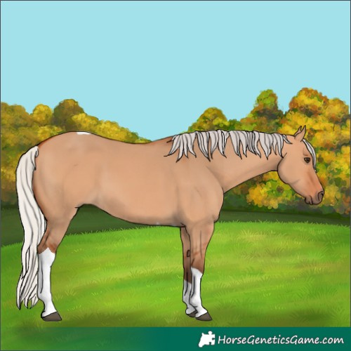 Horse Color:Silver Bay Dun Tobiano