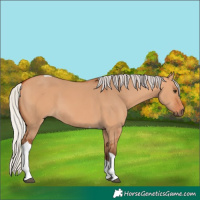 Horse Color:Silver Bay Dun Tobiano 