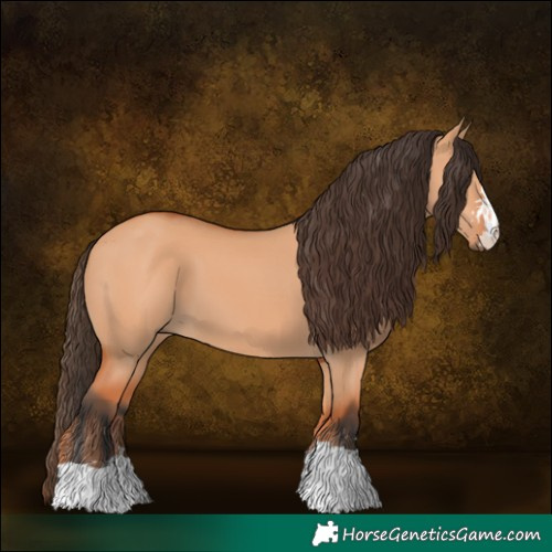 Horse Color:Bay Dun 