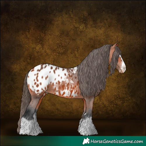 Horse Color:Bay Blanket 