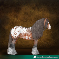 Horse Color:Bay Appaloosa