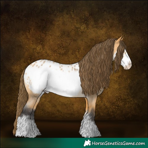 Horse Color:Buckskin Roan Frame Appaloosa 
