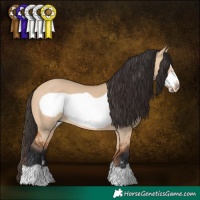 Horse Color:Bay Dun Frame 