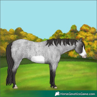 Horse Color:Smoky Blue Roan Frame 