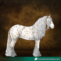 Horse Color:Palomino Sabino Appaloosa