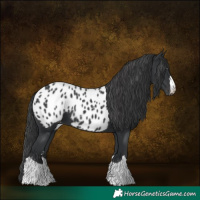 Horse Color:Black Near Leopard