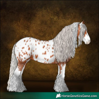 Horse Color:Silver Bay Sabino Appaloosa