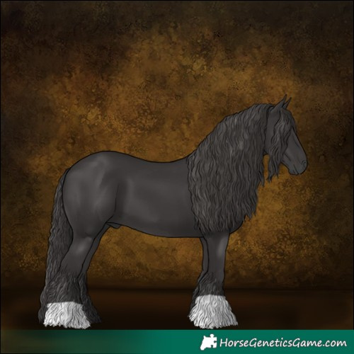 Horse Color:Smoky Black 