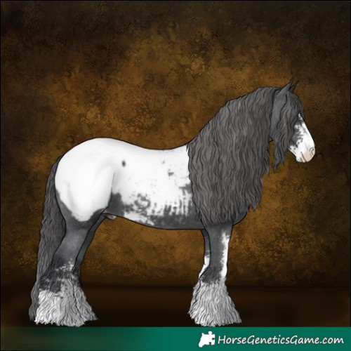 Horse Color:Black Sabino Snowcap 