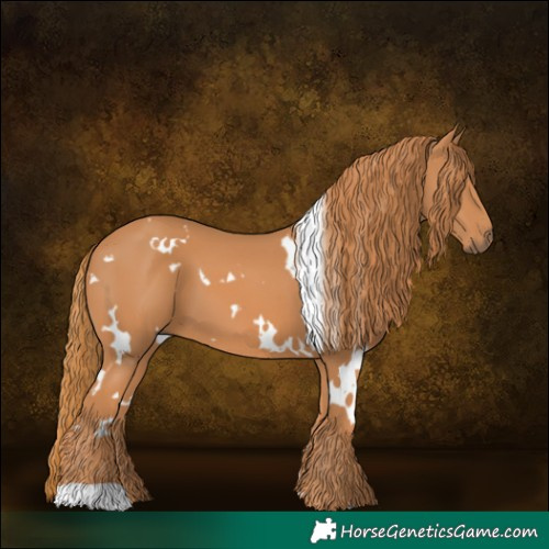 Horse Color:White Spotted Chestnut 