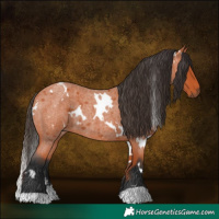 Horse Color:White Spotted Bay Roan 