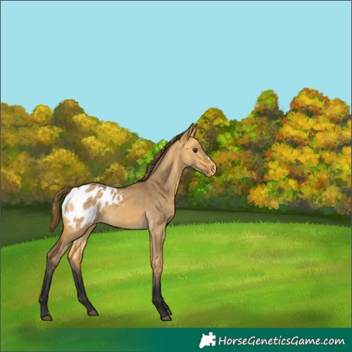 Horse Color:Buckskin Dun Sabino Blanket Rabicano