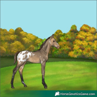 Horse Color:White Spotted Buckskin Dun Sabino Blanket Rabicano