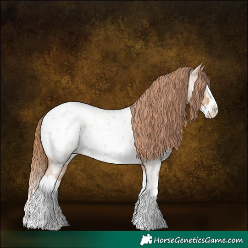 Horse Color:Red Dun Roan Splash Appaloosa 