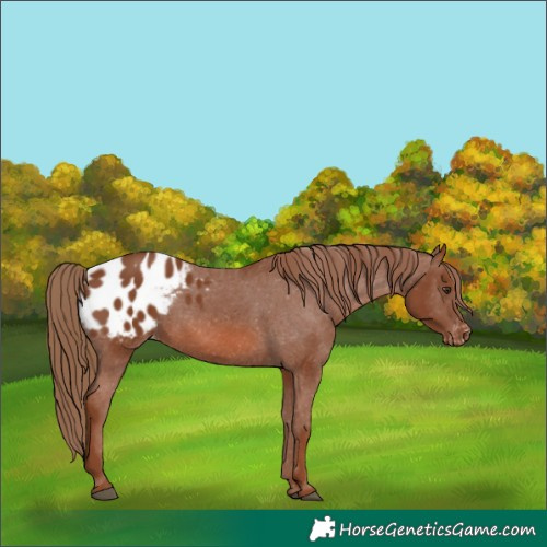Horse Color:Chestnut Appaloosa 