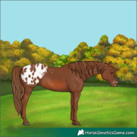 Horse Color:Chestnut Appaloosa 