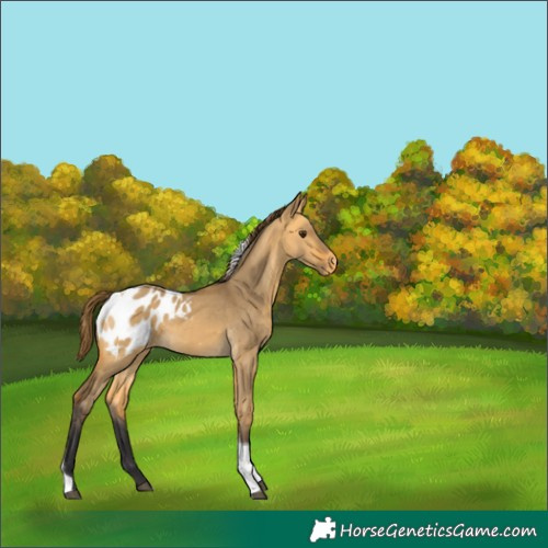 Horse Color:Buckskin Dun Tobiano Appaloosa Rabicano 