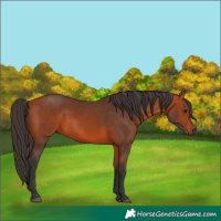 Horse Color:Bay 