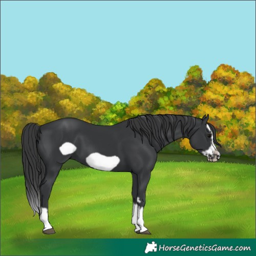 Horse Color:Black Splash Frame 
