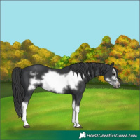 Horse Color:Black Splash Frame 