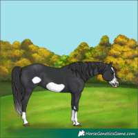 Horse Color:Black Splash Frame 