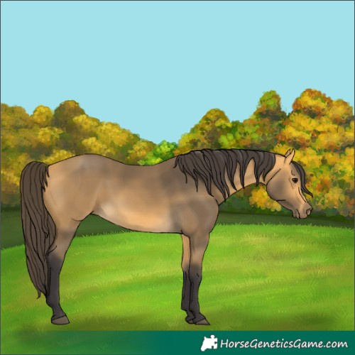 Horse Color:Unknown 